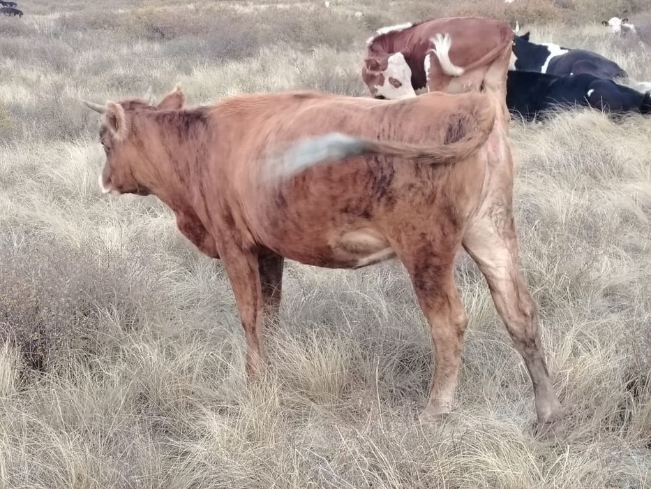 Семиз құнажын сат