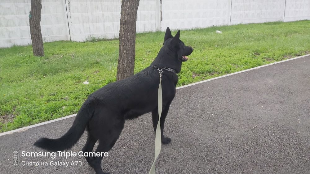 Вязка. Принц ищет принцессу