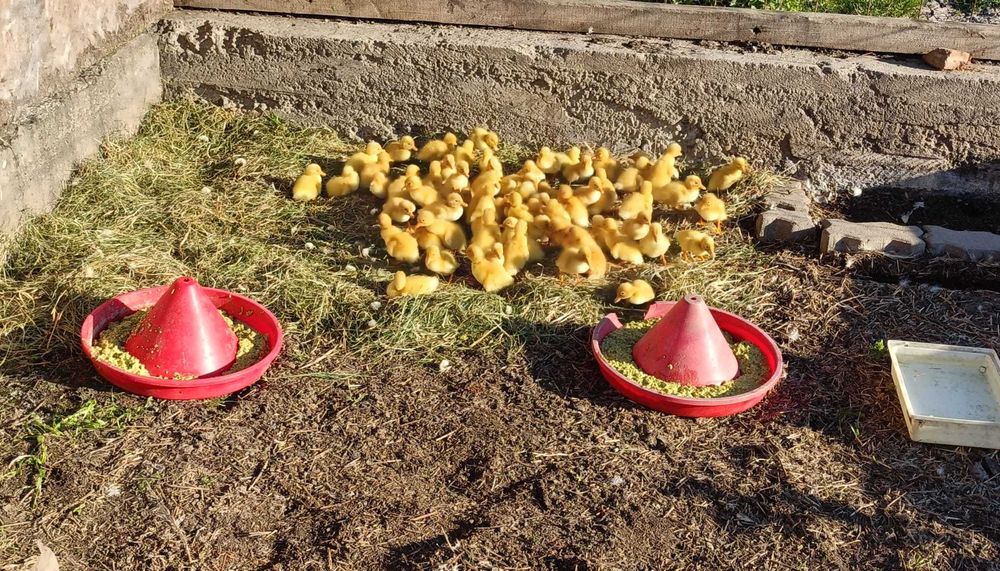 Vând boboci de rațe rasa Pekin