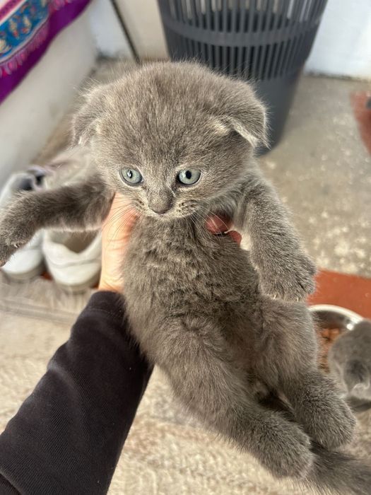 Котята вислоухи