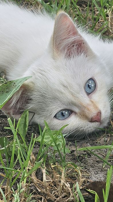 Озорной котёнок в добрые руки