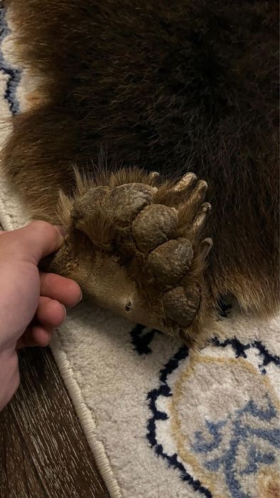 Ковер из натуральной шкуры медведя