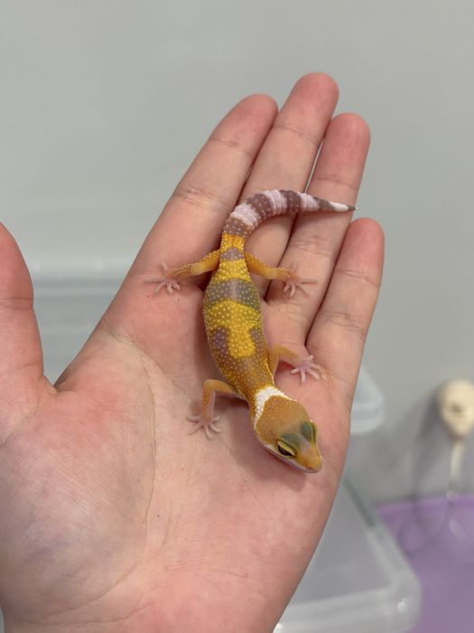 Малыши эублефара ищут новый дом