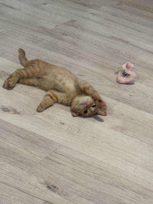 Шотландский котик Лео