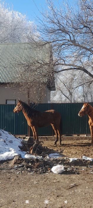 Ұзынағаш жаңақұрлыс