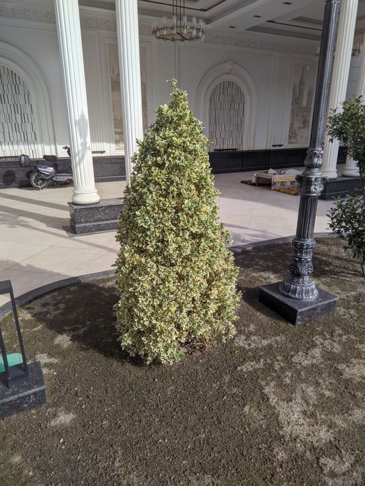 Shamshod bravo , eyonomus