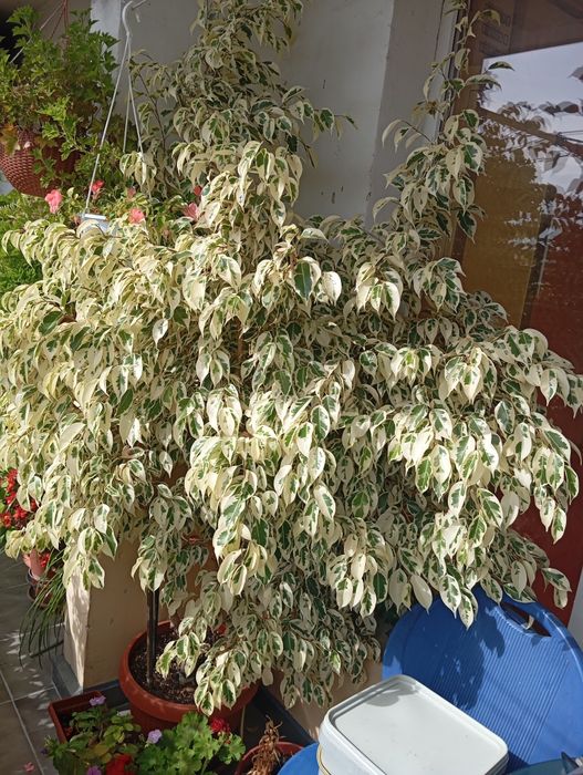 Бенжамин 2м.висок