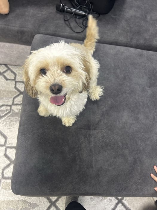 Мальтипу помесь с пудель мальчик