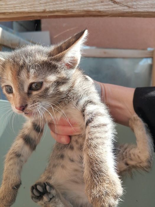 Котенок в хорошие руки