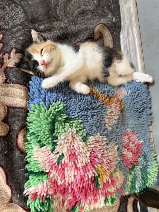 Котята красивые