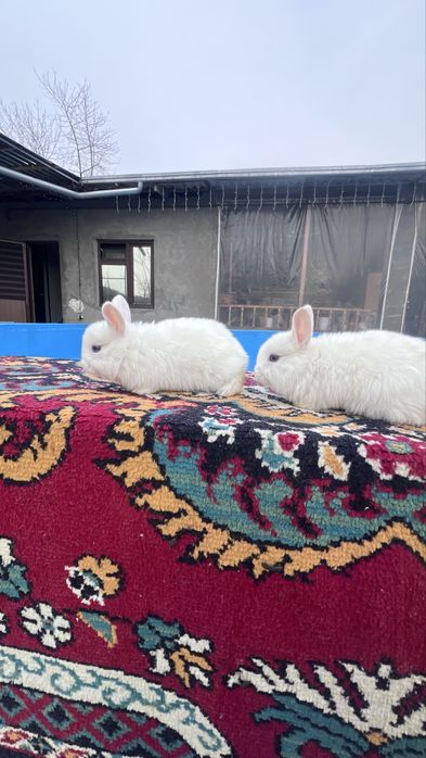 Кролики Дикоротивные