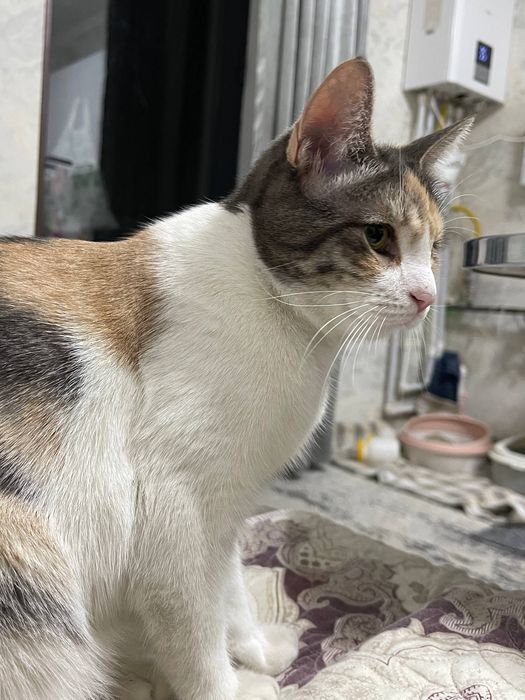 Кошечка Факат ховлига, во двор