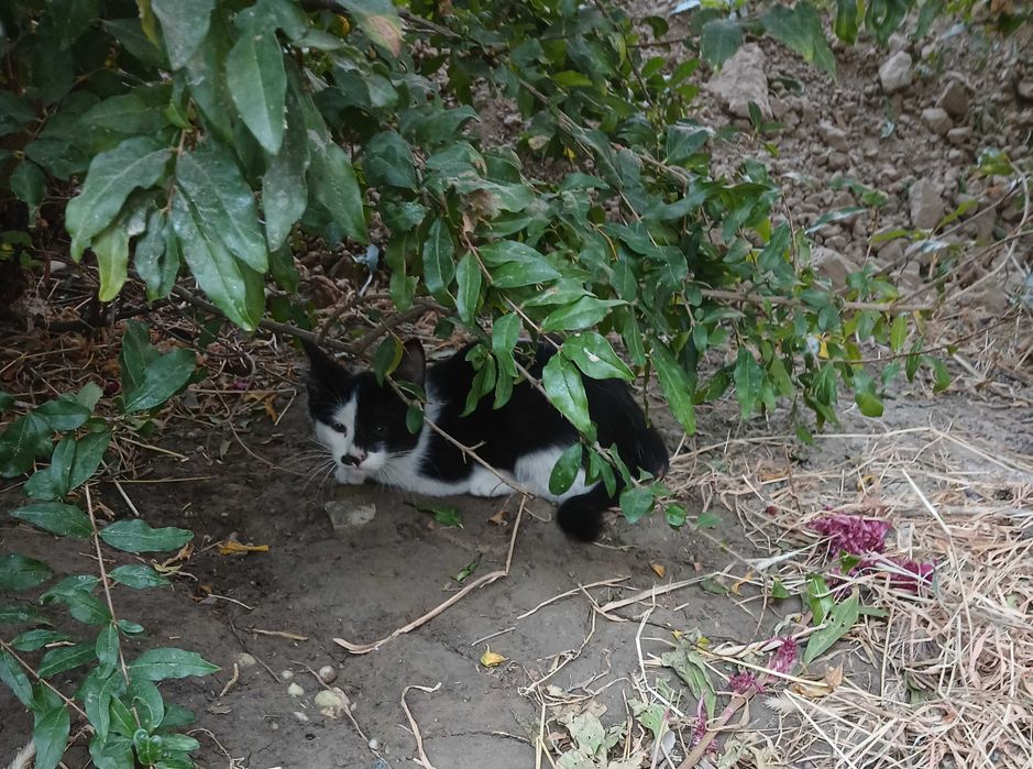 Отдается даром котенок