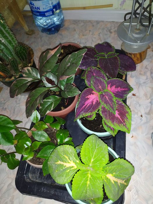 Продам комнатные цветы и отростки.