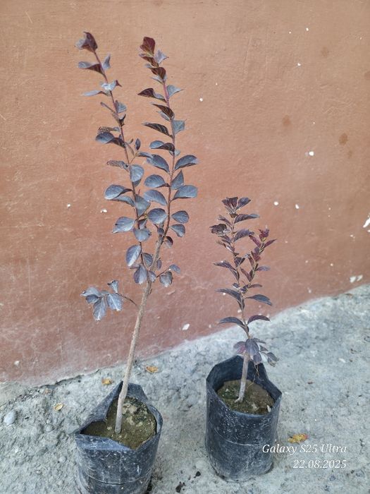 Индийский сирень 3хил сорти сотувда