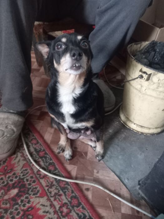 Карликовый пинчер