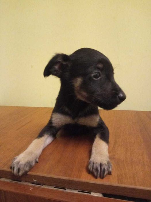 отдам щенков в добрые руки