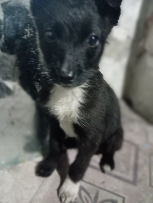 Отдам щенков кандек