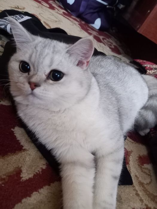 Золотая и Серебристая шиншила