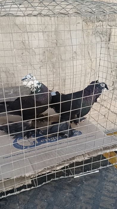 Голуби гульсари пара