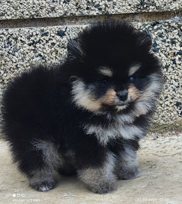 Померан померанче