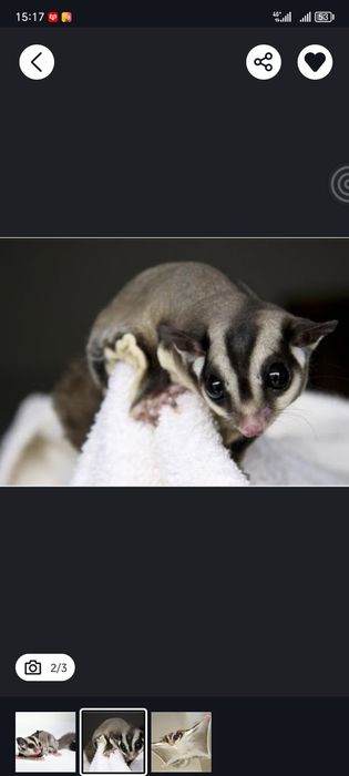 Продам белку литягу