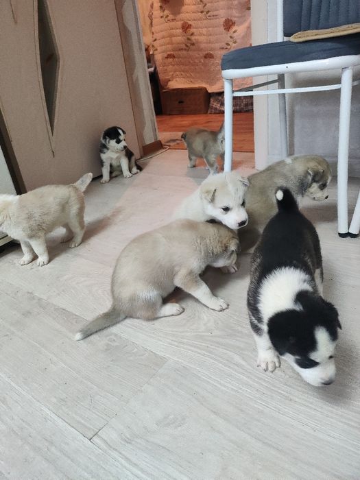 Продаются щенки Хаски