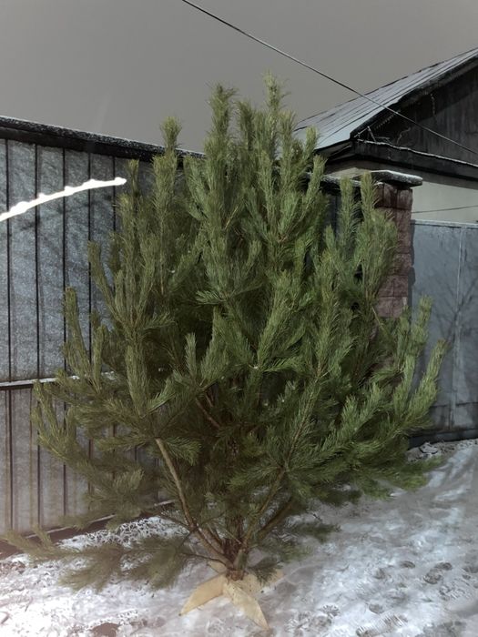 Новогодние сосны