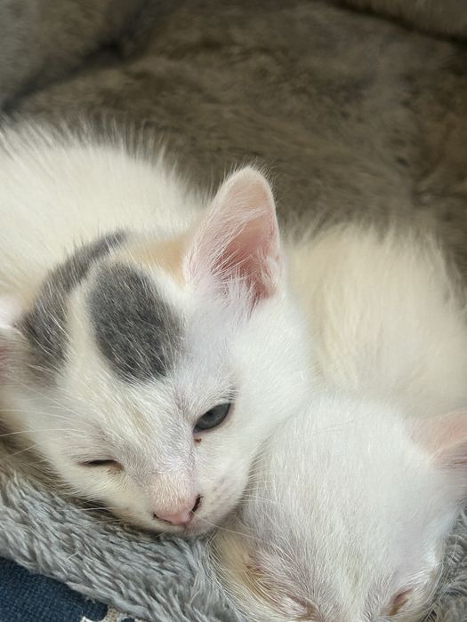 Отдам котёнка в добрые руки