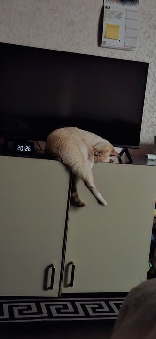 Отдам Кота бесплатно