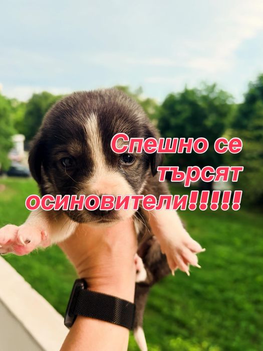 КУЧЕНЦА! ОСИНОВИ, дари дом и получи любов!!!