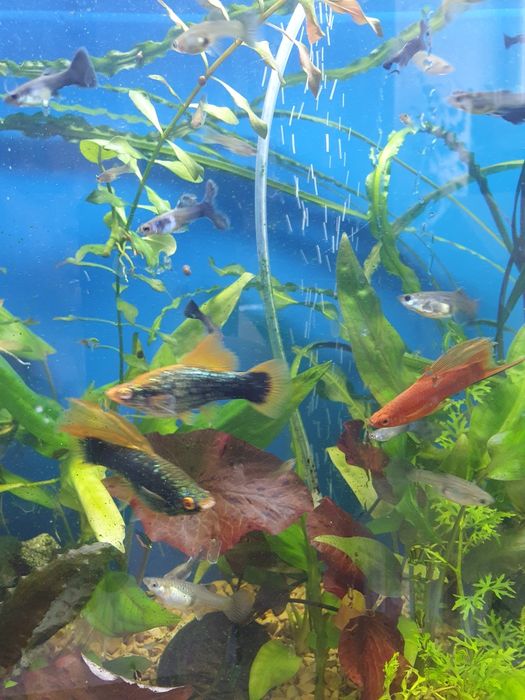 Меченосец рубин 4-5см