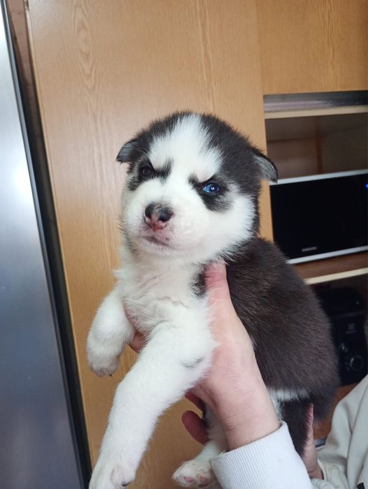 Pui Husky