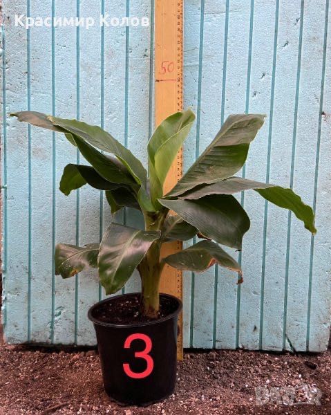 Банан ядлив джудже, Musa acuminata 'Dwarf Cavendish', растения