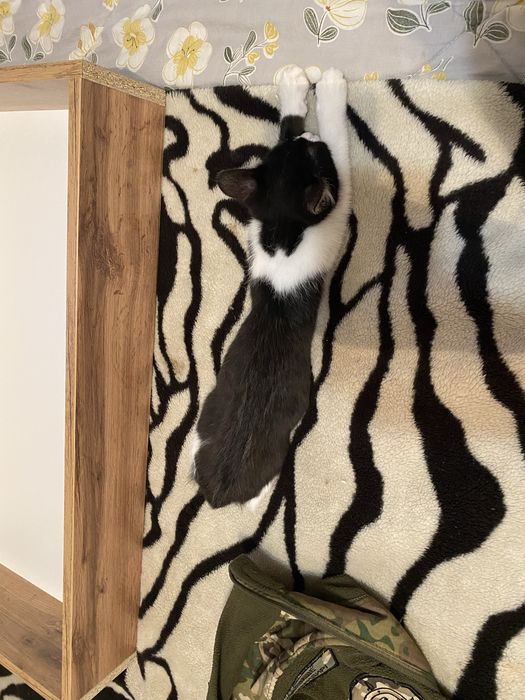 Отдам котенка в добрые руки!!!