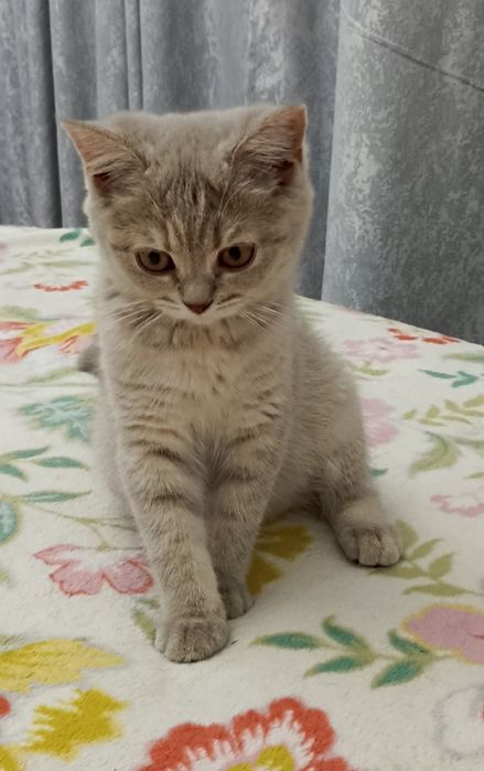 Продается котенок