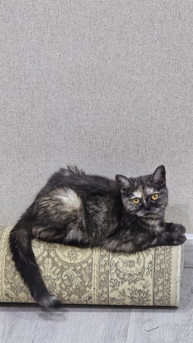 Отдам кошку в добрые руки бесплатно