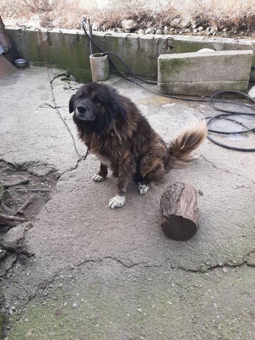 Българска каракачанка чистокръвна