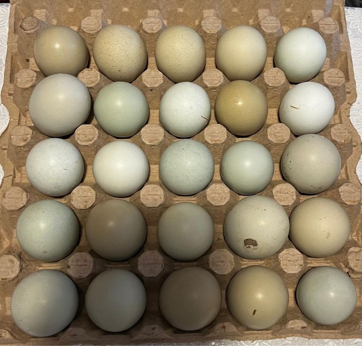 Oua incubat verzi si normale gaini motate golase barboase