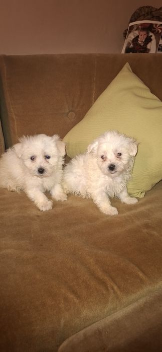 Малтийски болонки