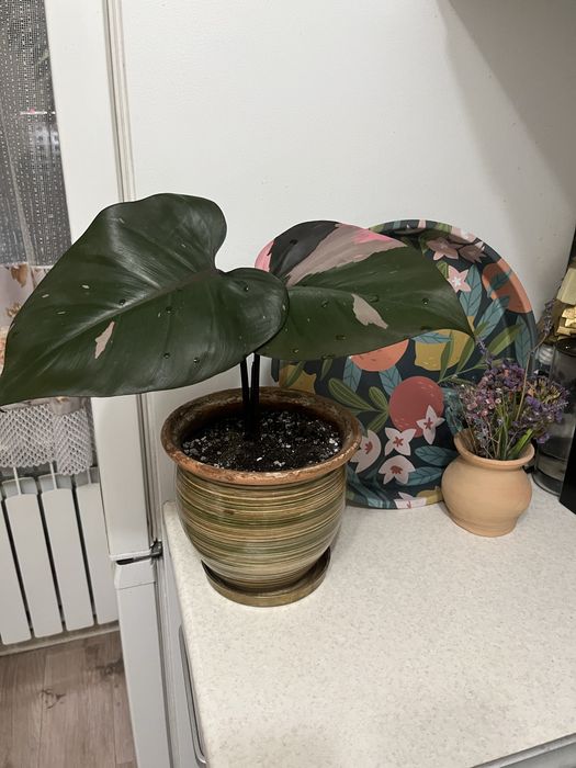 Филодендрон Розовая принцесса