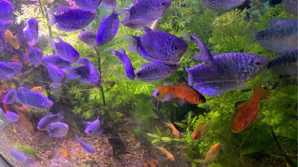 Plante /pachet generos