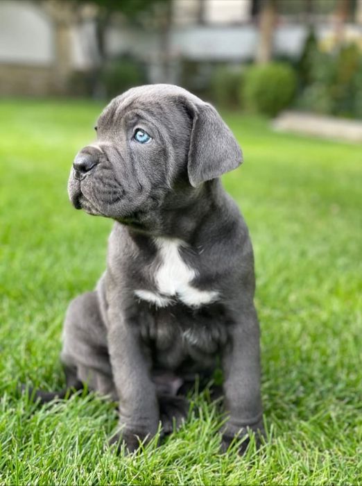 Catei Cane Corso cu pedigree