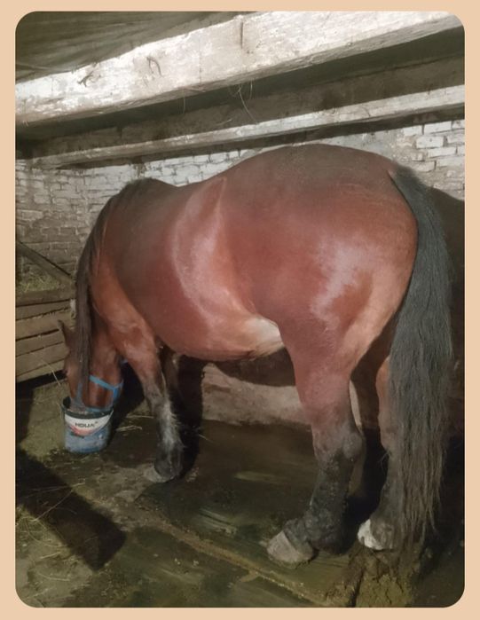 De vanzare doua iepe de 9 ani