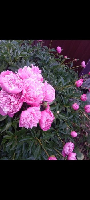 Восточный "Развилка" в рас