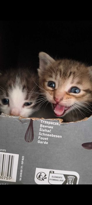 Pui de pisica de 1 luna