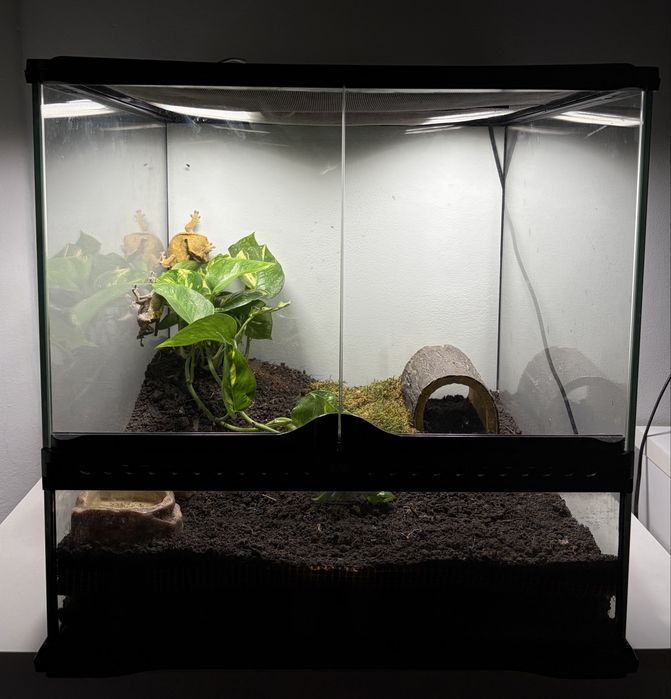 Vand pereche crested gecko cu terariu