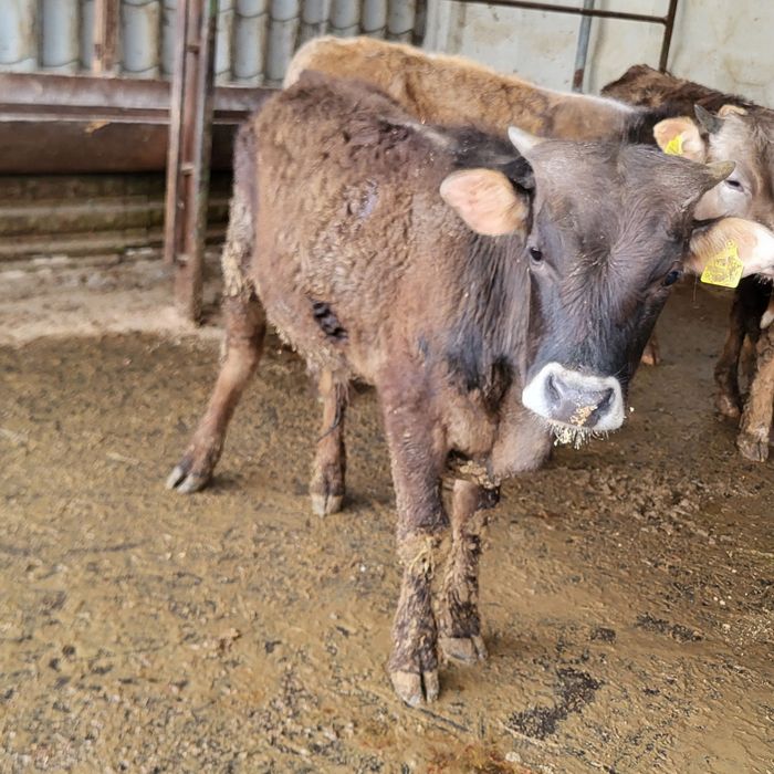 Продам 5 голов бычков