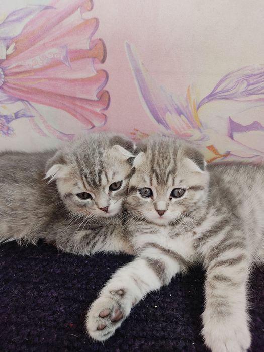 Продам шотландских котят