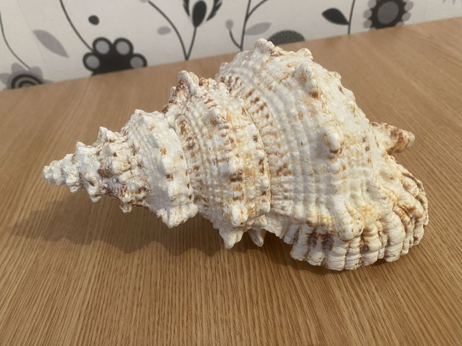 Морская ракушка натуральная